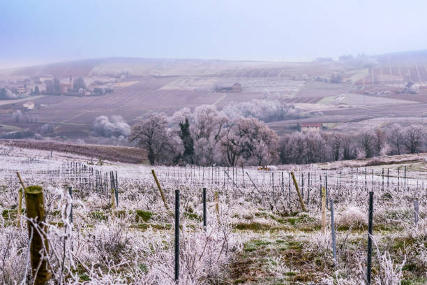 Beaujolais Decenber 2016 Beaujolais in winter France beaujolais region stock pictures, royalty-free photos & images