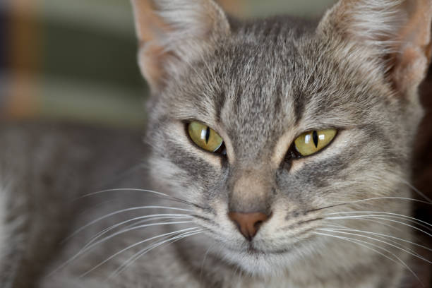A furry cat on the couch laying relaxed on a sofa.