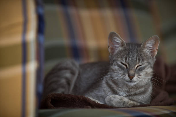 Close up of little cat’s face sleeping