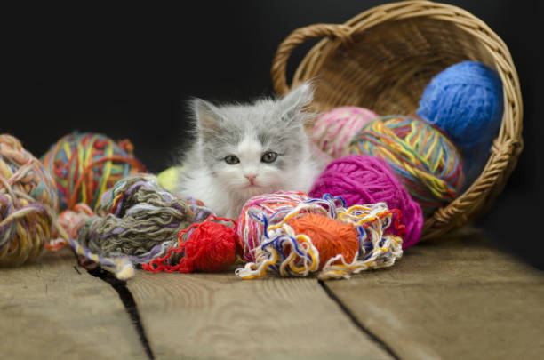 istock Cute kitten with ball of yarn on black background. 1062096544