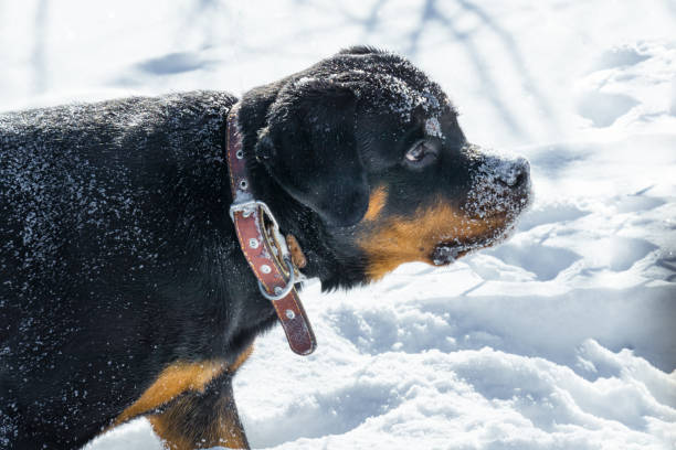 istock Rottweiler dog in winter 1062097148