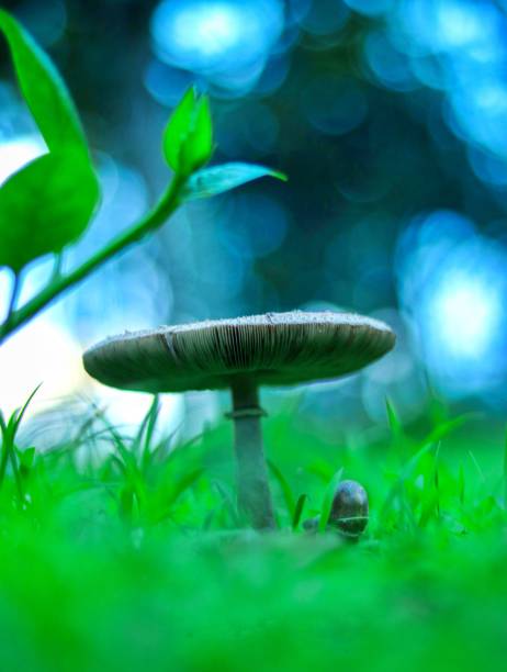 istock Beauty of Nature || 1062102668