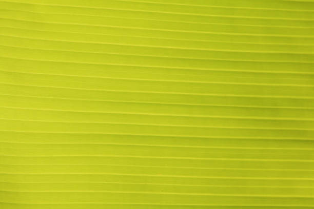 Banana leaves background