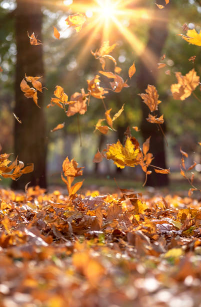 istock falling dry yellow maple leaves in the rays of a bright sun 1062105340