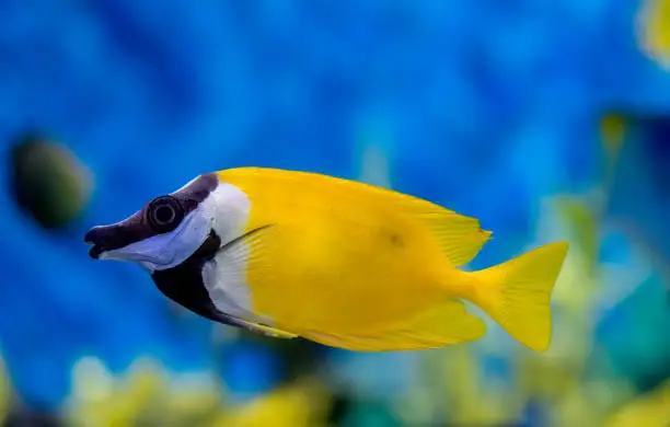 Photo of side view of a Foxface rabbitfish