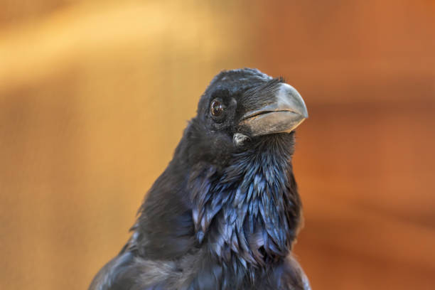 istock Detailed view of a common raven 1062106160