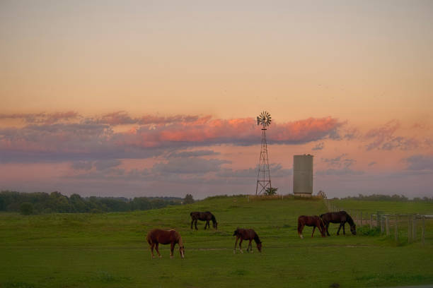 Windmill and Water Tank with Horses at Dusk