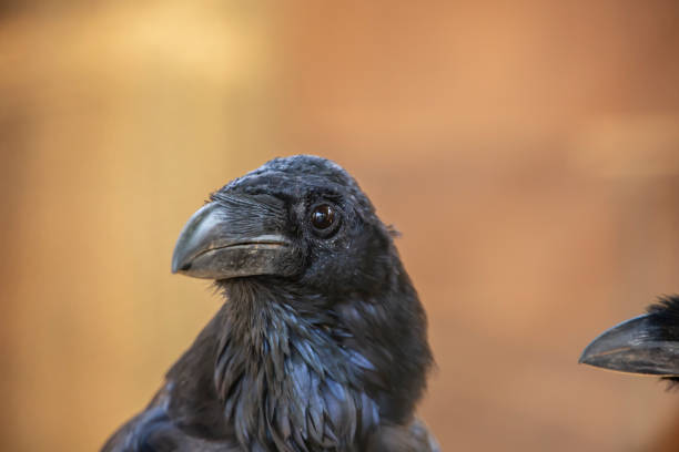istock Detailed view of a common raven 1062106406