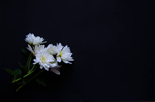 istock Creative staging of flowers on a black background 1062106410