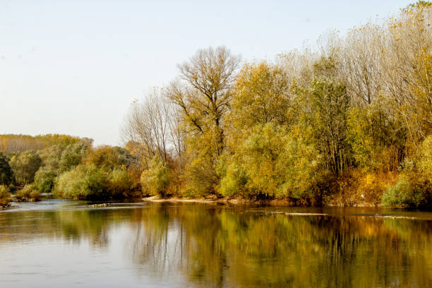 beautiful trees in the autumn forest near the river, bright sunlight at sunset