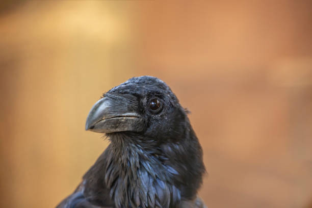 istock Detailed view of a common raven 1062107622