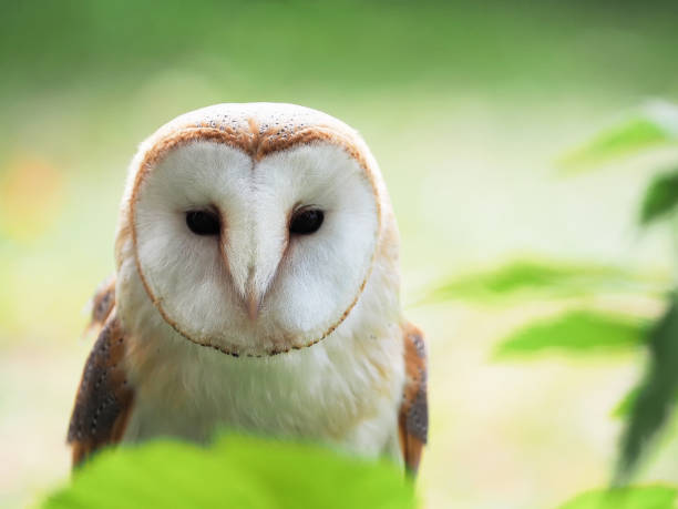 piękna sowa stodoła, siedząc w zielonym lesie z al miękkim zielonym tle patrząc straigt do przodu - owl endangered species barn night zdjęcia i obrazy z banku zdjęć