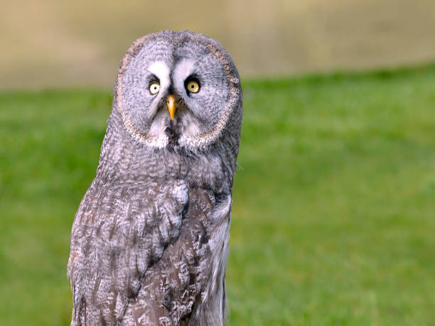 istock Portrait of great grey owl 1062111064
