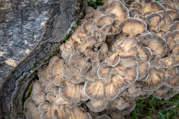 istock Maitake Mushroom Close-up 1062111646