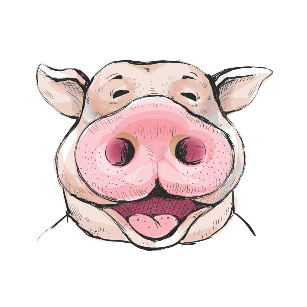 Portrait of a funny laugh boar face Portrait of a funny laugh boar with a big snout. Ears stick out. Watercolor style illustration grunt fish stock illustrations