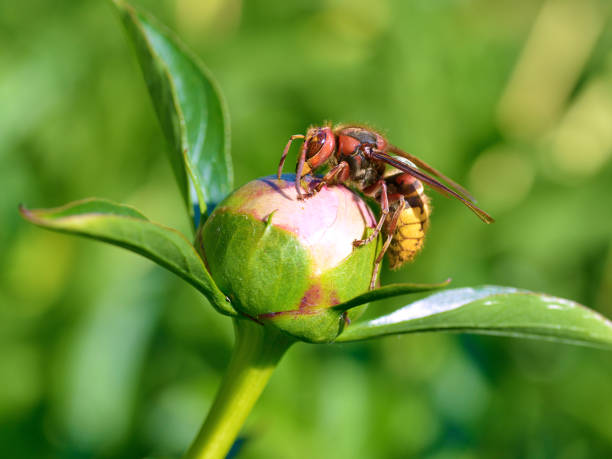 istock European hornet on bud flower 1062117892