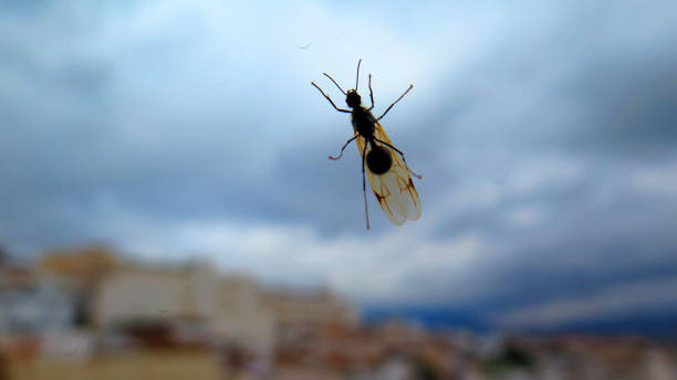 istock Flying queen ant on window against cloudy sky 1062118260