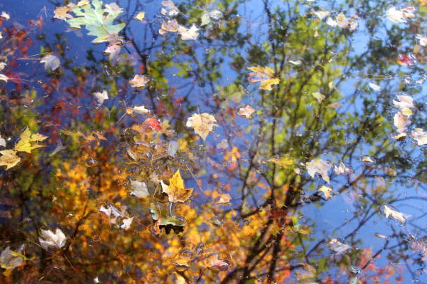 istock Colorful autumn leaves and reflective water 1062118354