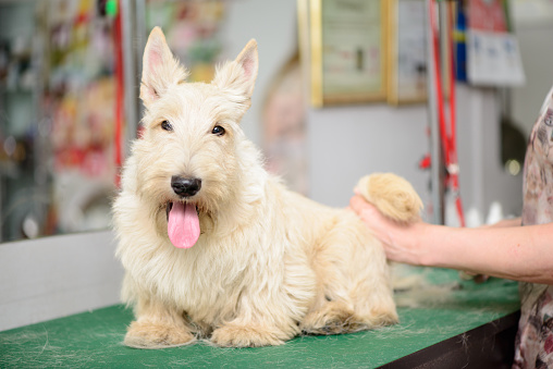 dog white west highland terrier in grooming salon