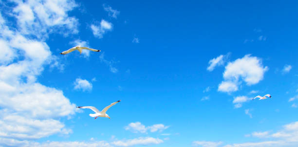 istock Seagulls flying in the blue sky with clouds. 1062122250