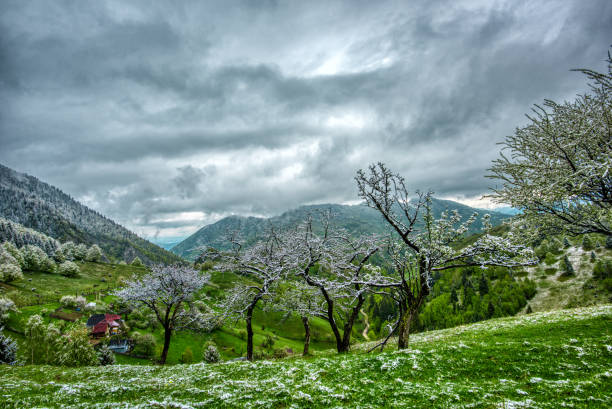 horizontal shot of dry trees covered with snow in winter season.