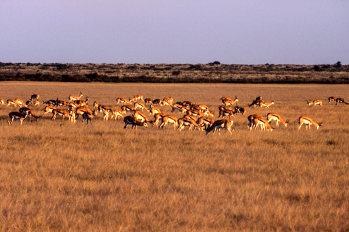 Springbok (Antidorcas marsupialis), Central Kalahari Game Reserve, Ghanzi, Botswana, Africa