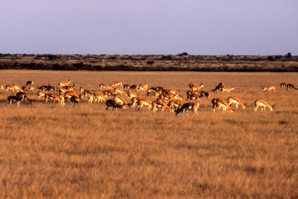 Springbok Springbok (Antidorcas marsupialis), Central Kalahari Game Reserve, Ghanzi, Botswana, Africa bushveld photos stock pictures, royalty-free photos & images