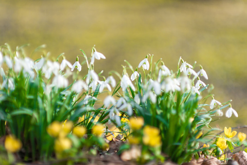 Masses of snowdrops in a woodland in winter