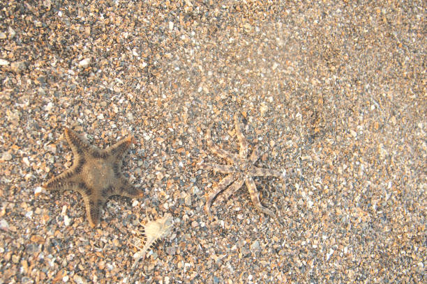 istock sea star/ starfish on the beach 1062128970