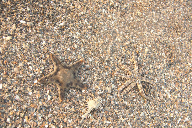 istock sea star/ starfish on the beach 1062129898