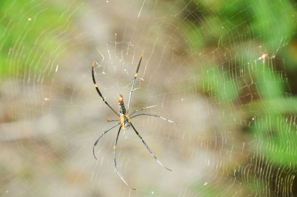 istock batik golden spider crawling on net waiting for victims 1062132534