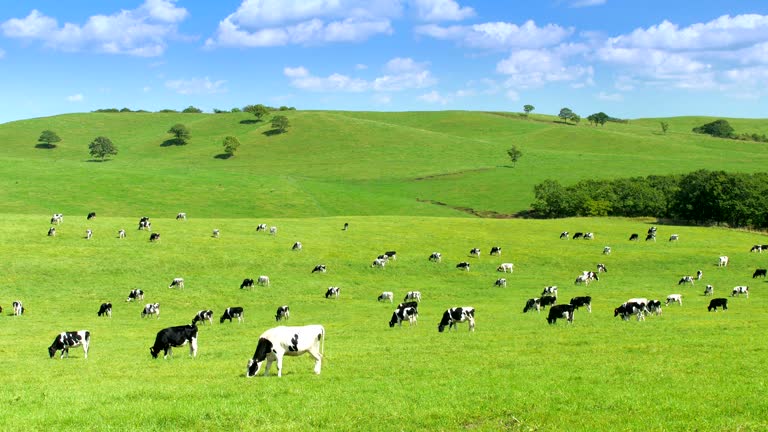 A dairy farm in Hokkaido,Japan