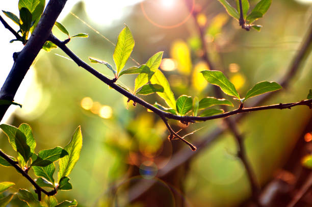 istock Green leaves in sunrise 1062132836