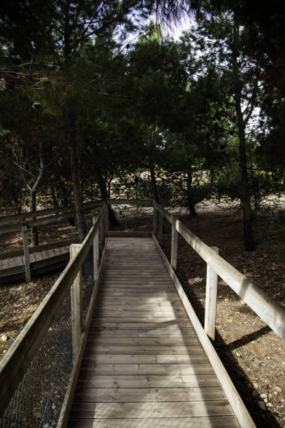 istock Wooden footbridge in the forest 1062137336