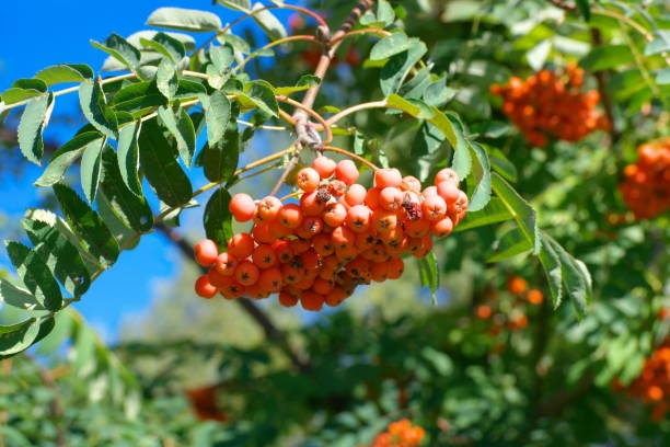istock ashberry at dry sunny summer day 1062137396
