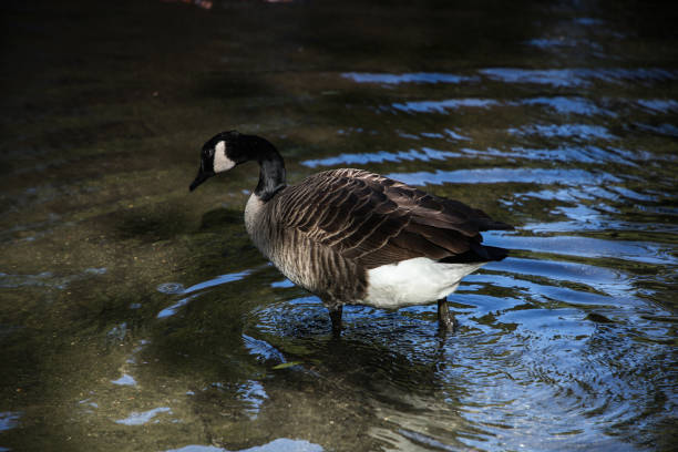 istock Ducks and Geese at the pond 1062139528
