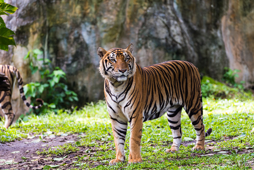 Un tigre de Bengala en bosque photo