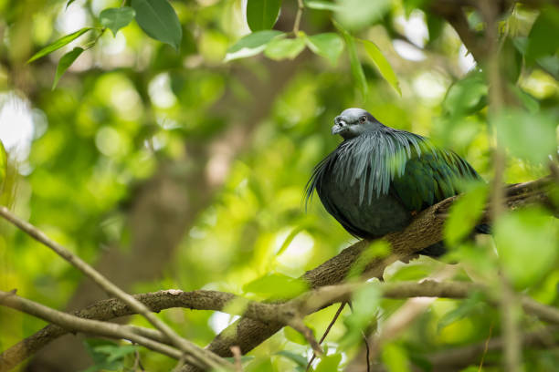 istock Nicobar pigeon or Nicobar dove on the tree 1062140886