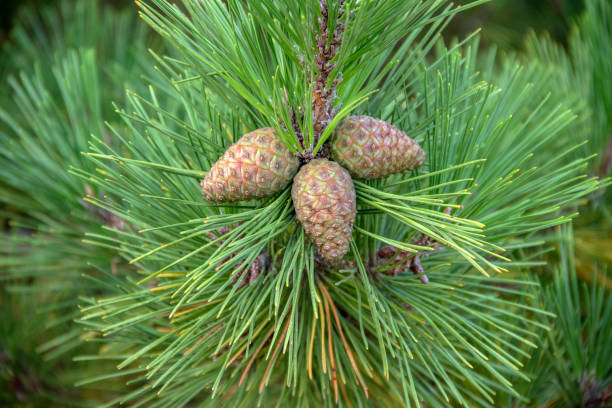istock Young shoots of pine cones on the tree 1062141150