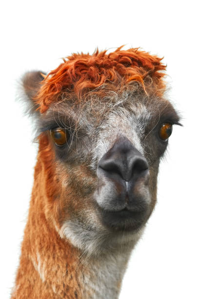 istock Portrait of Alpaca 1062144190