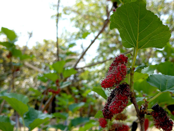 istock Mulberry fruits on a branch 1062144322