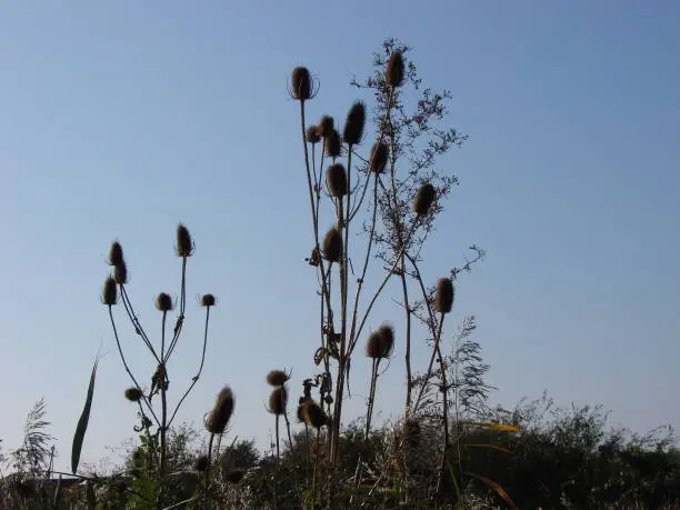 The photograph of the plants was taken in a nature reserve while partly facing the sun. Reeds and grasses are below the teasel plants.