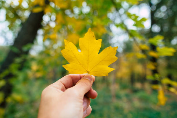 istock Holding a autumn golden maple leaf in hand 1062147088