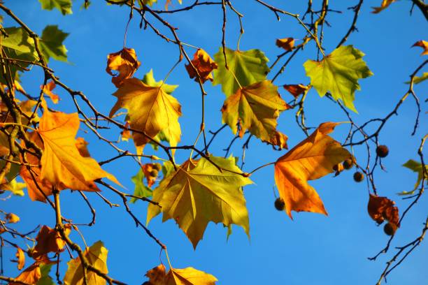 istock Colourful Autumn Leaves. 1062150066