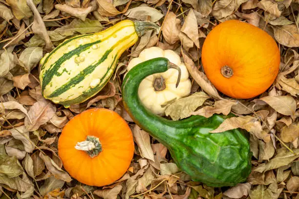 background of colorful gourds and dinosaur squash against dry leaves
