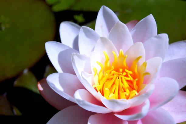 istock Water Lily Flower in Pond 1062151998