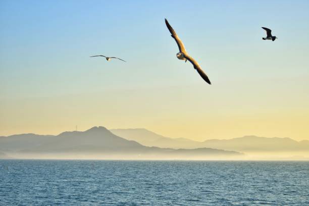 It captures the liveliness of seagulls who crave to feed along the ship on a passenger ship from Daecheon Port to Wonsando.