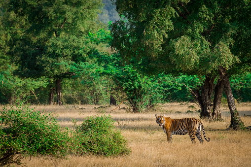 A tigress in morning light in her territory in a open grassland at ranthambore national park