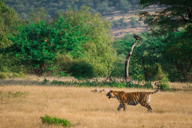 una bella tigre e avvoltoio dalla testa rossa in uno splendido sfondo verde al ranthmbore national park - tiger india ranthambore national park undomesticated cat foto e immagini stock