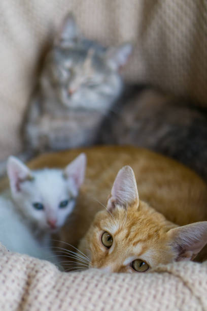 istock Yellow young cat laying with white kitten. Gray cat in background. 1062158776